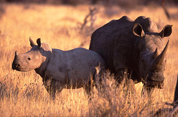 white rhinos